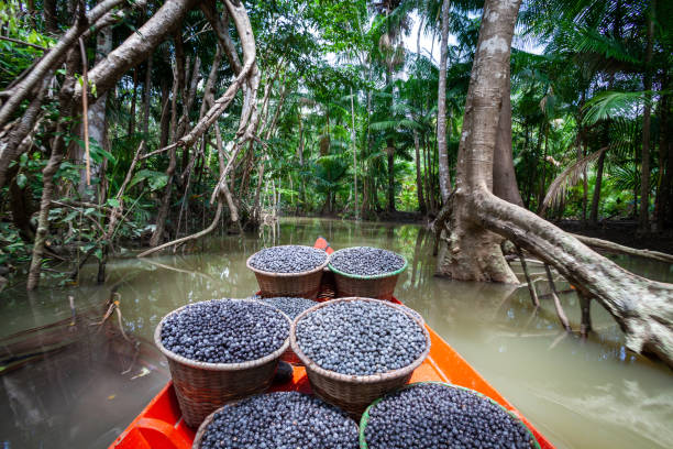 o fruto açaí original que dar origem ao açaí artesanal da Maria